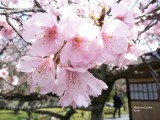45.Kyoto