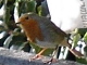 robin